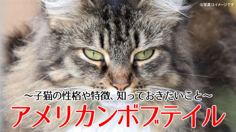 アメリカンボブテイル子猫のアイキャッチ画像