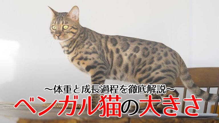 ベンガル猫大きさのアイキャッチ画像