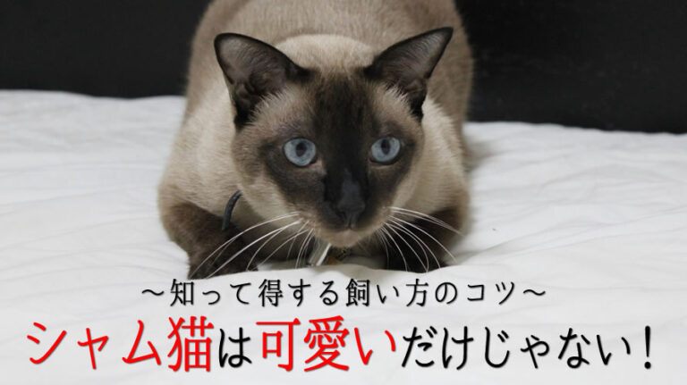シャム猫可愛いのアイキャッチ画像