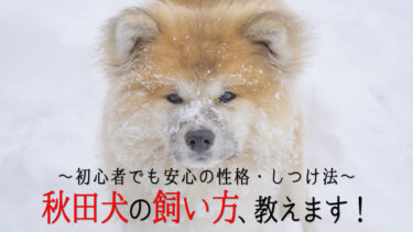 秋田犬飼い方のアイキャッチ画像