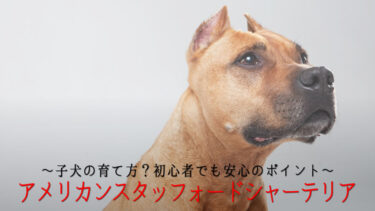 アメリカンスタッフォードシャーテリア子犬のアイキャッチ画像
