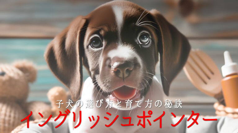イングリッシュポインター子犬のアイキャッチ画像