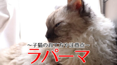 ラパーマ子猫のアイキャッチ画像